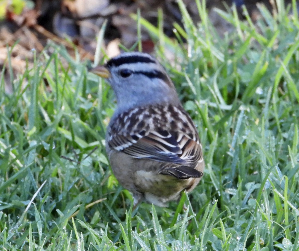 White-crowned Sparrow - ML610529029