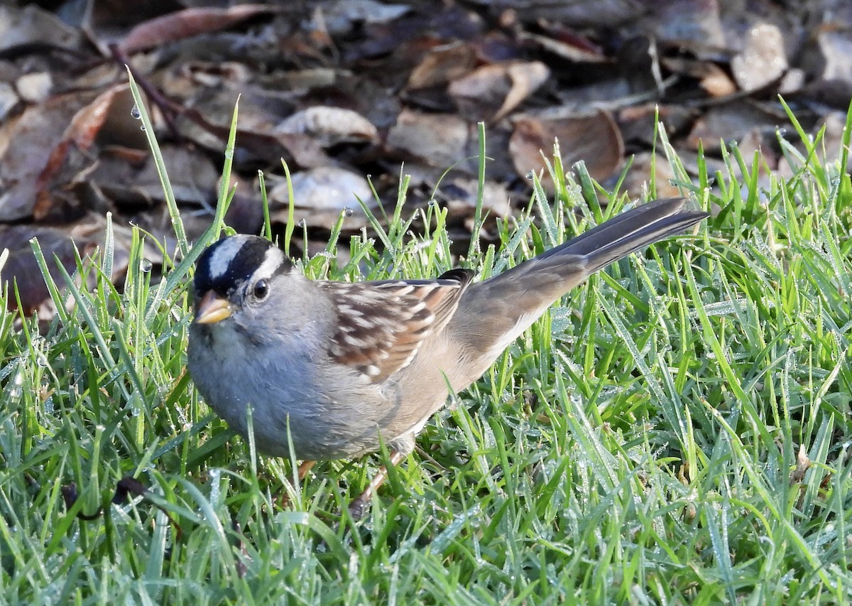 White-crowned Sparrow - ML610529030