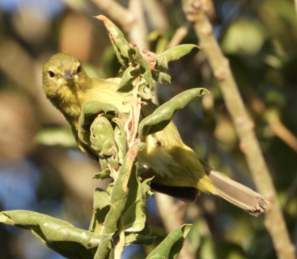 Orange-crowned Warbler - ML610529038