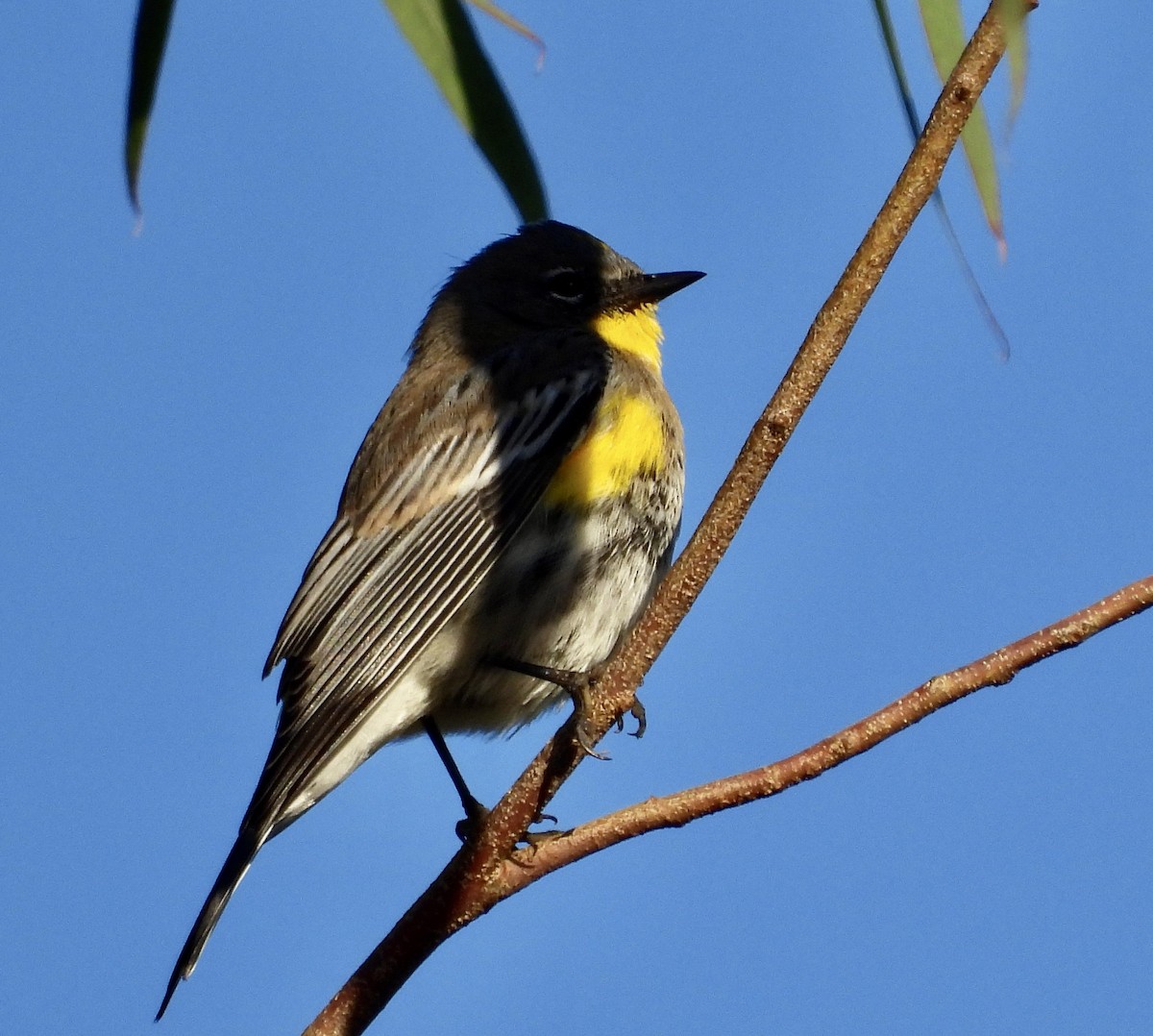 Yellow-rumped Warbler - Cathie Canepa