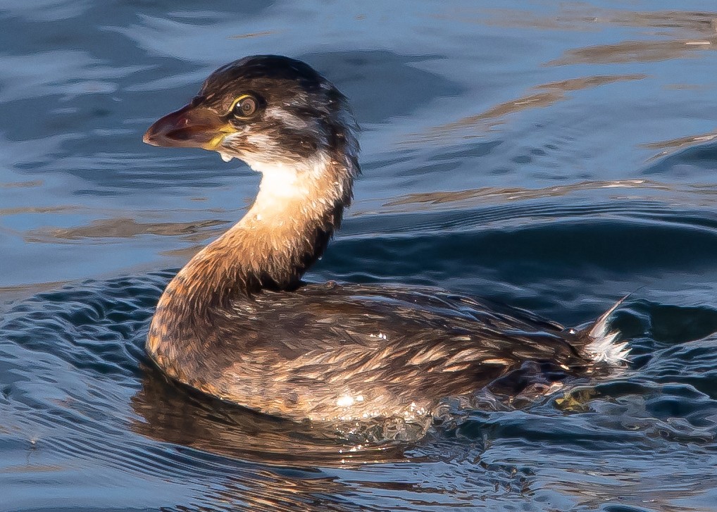 Pied-billed Grebe - ML610529046