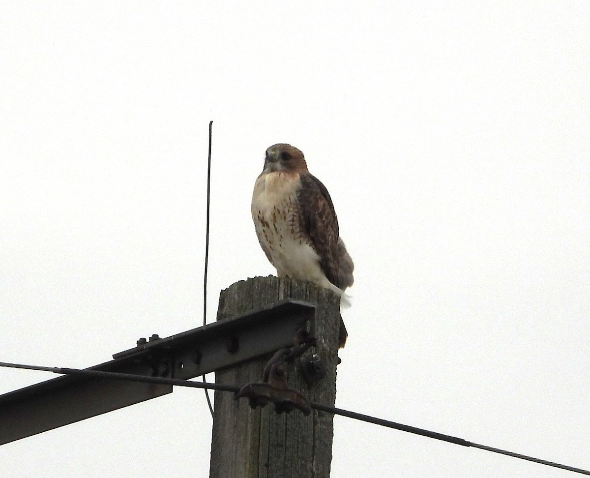 Red-tailed Hawk - ML610529069