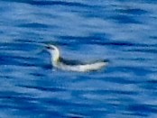 Red Phalarope - ML610529124