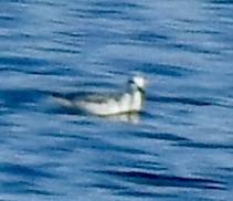 Red Phalarope - ML610529126