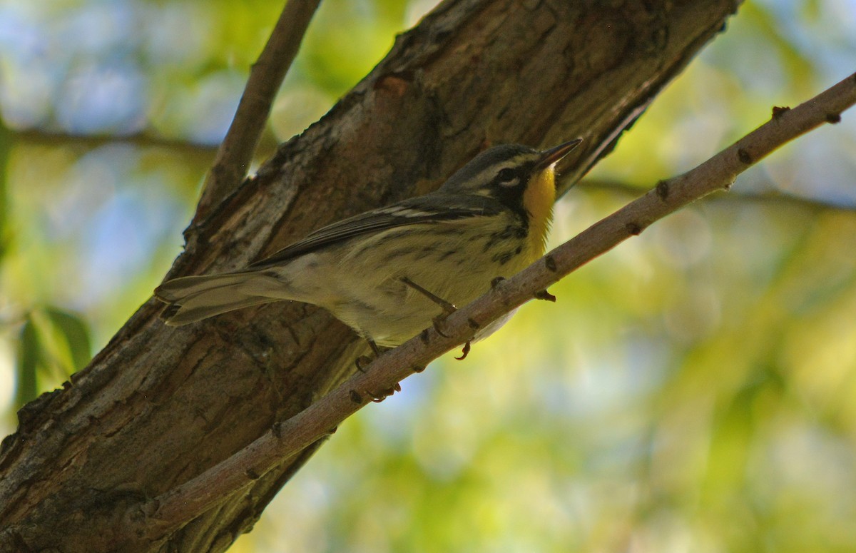 Goldkehl-Waldsänger - ML610529131