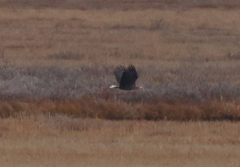 White-tailed Eagle - ML610529134