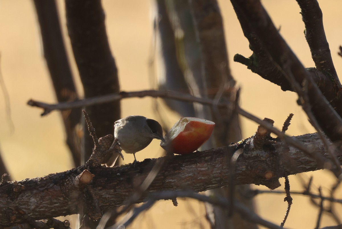 Eurasian Blackcap - ML610529149