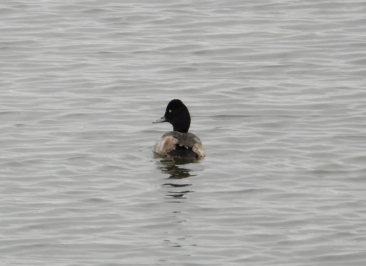 Lesser Scaup - Amy Lyyski