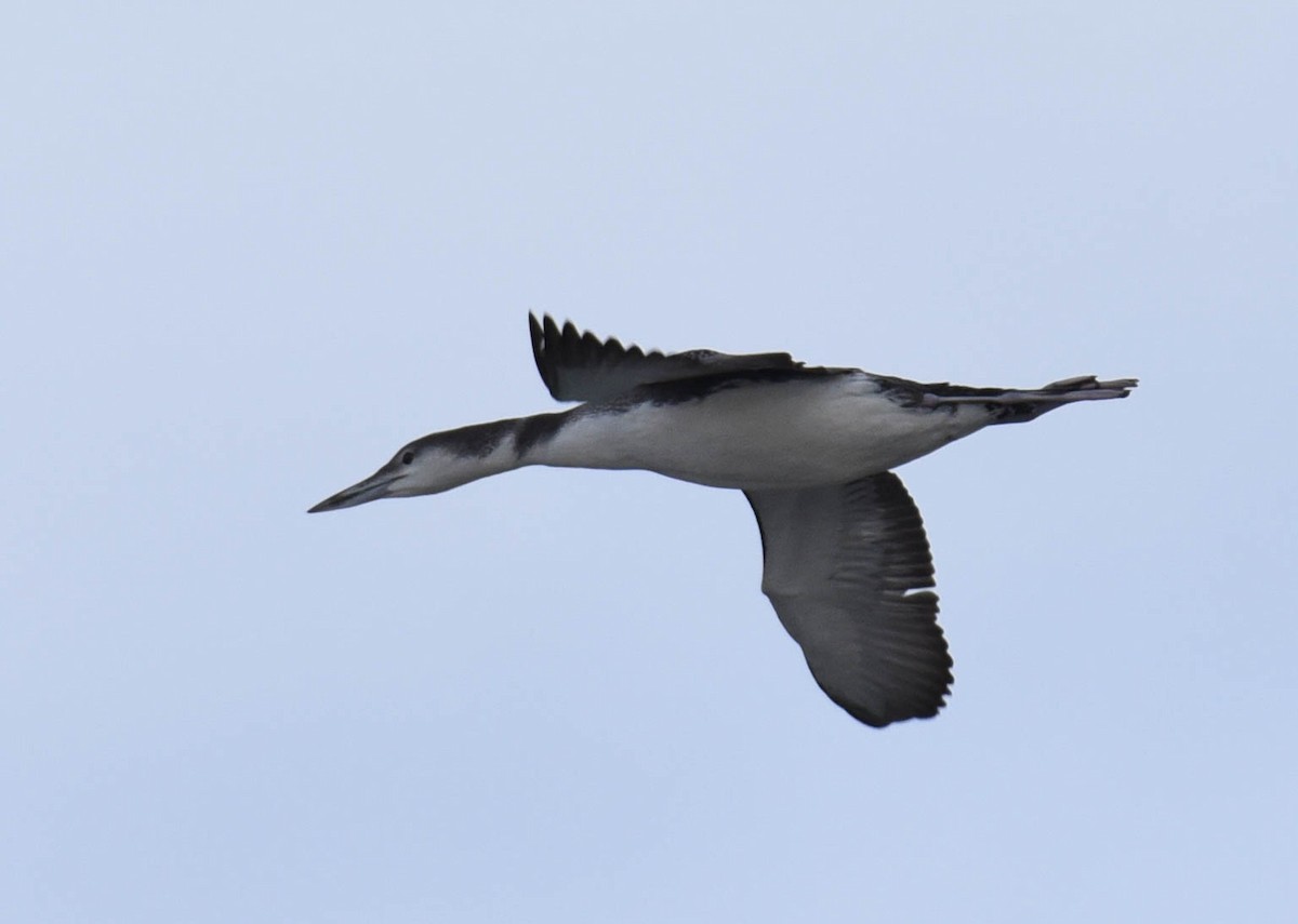 Common Loon - Kathy Marche