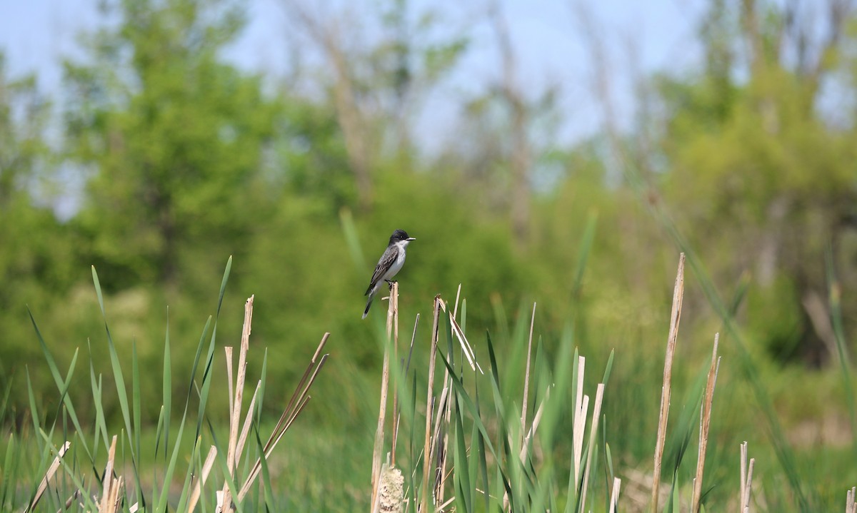 Eastern Kingbird - ML610529286