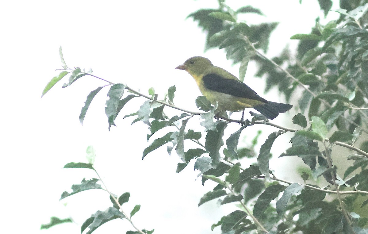 Scarlet Tanager - Peter Alfrey