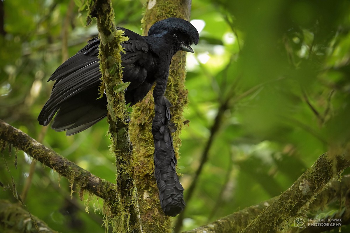 Long-wattled Umbrellabird - ML610529359