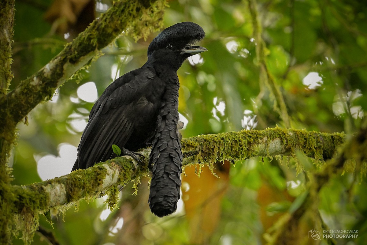 Long-wattled Umbrellabird - ML610529361