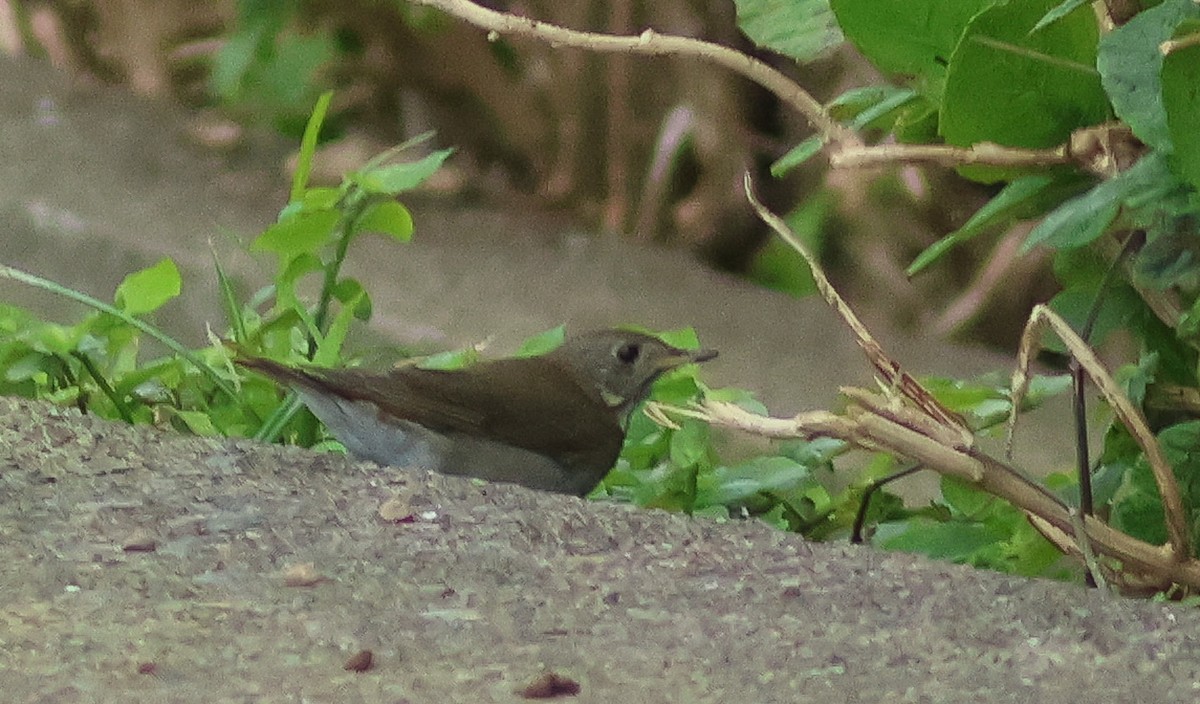 Gray-cheeked Thrush - Peter Alfrey