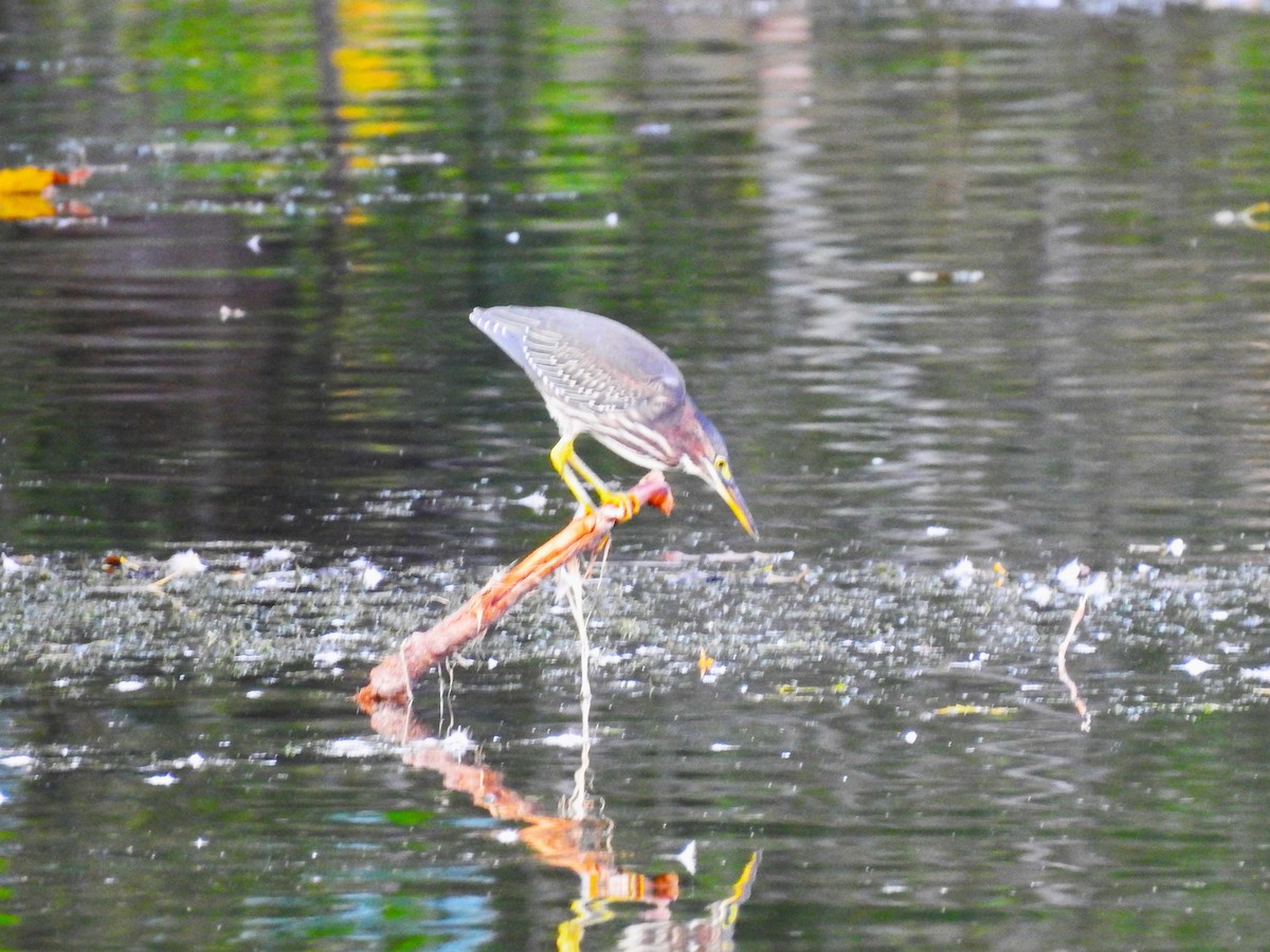 Green Heron - ML610529392