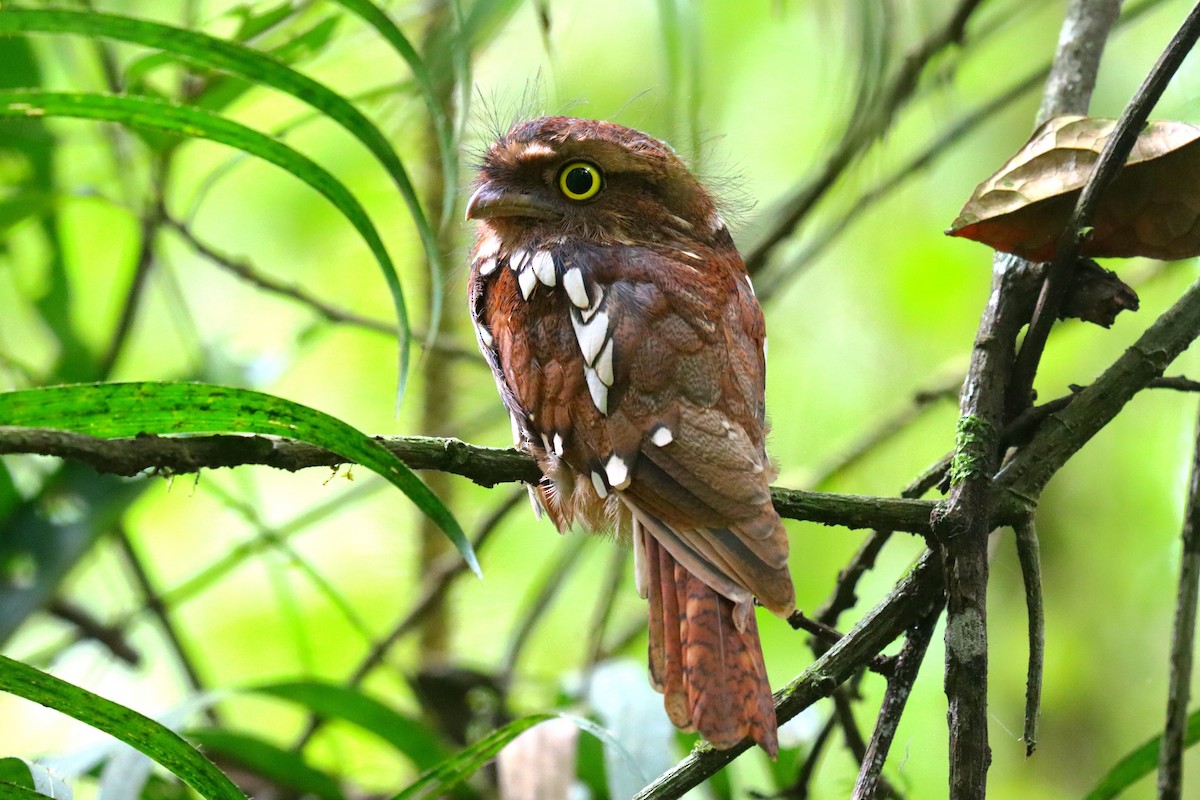 Sumatran Frogmouth - Wayne Paes