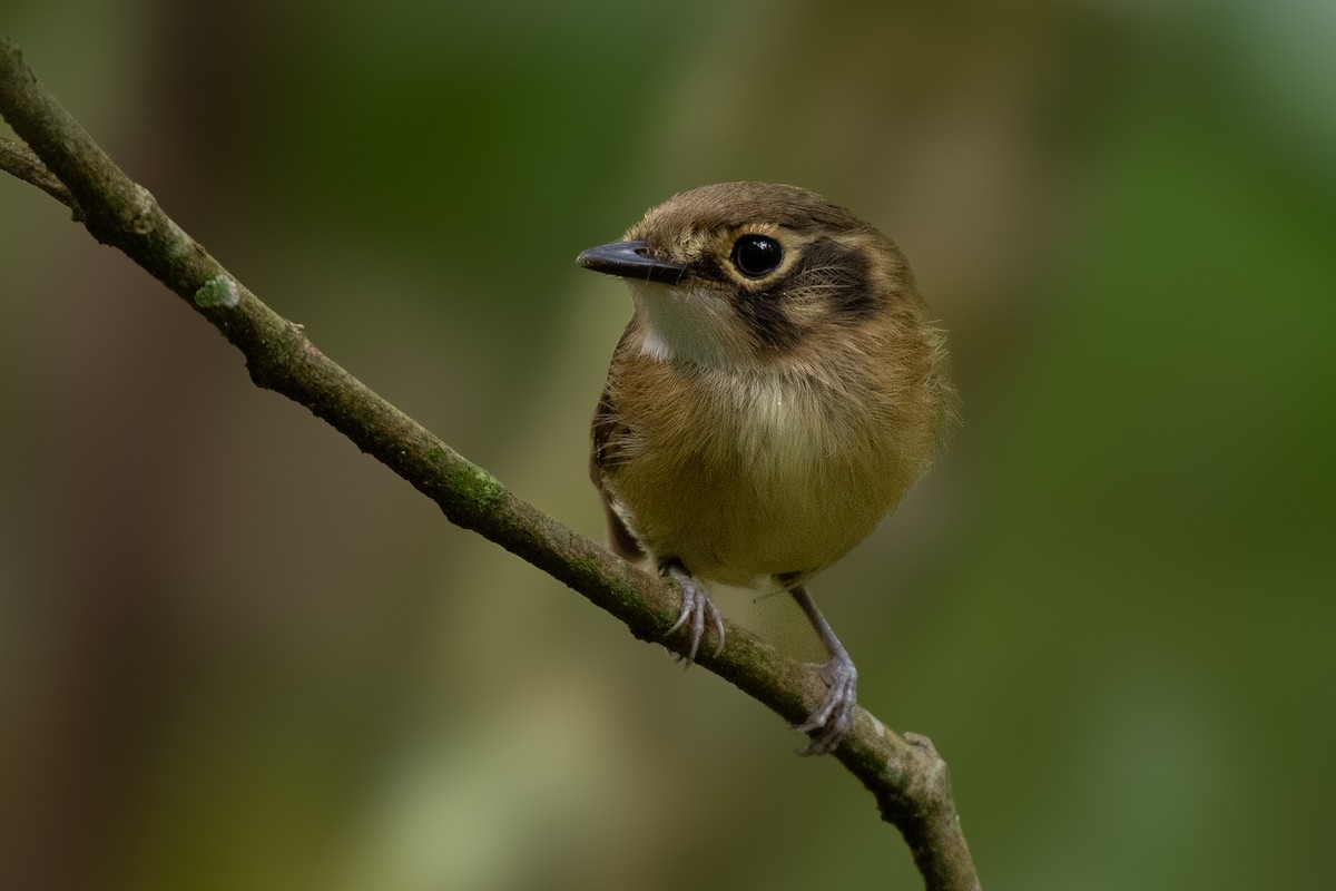 White-throated Spadebill - ML610529488