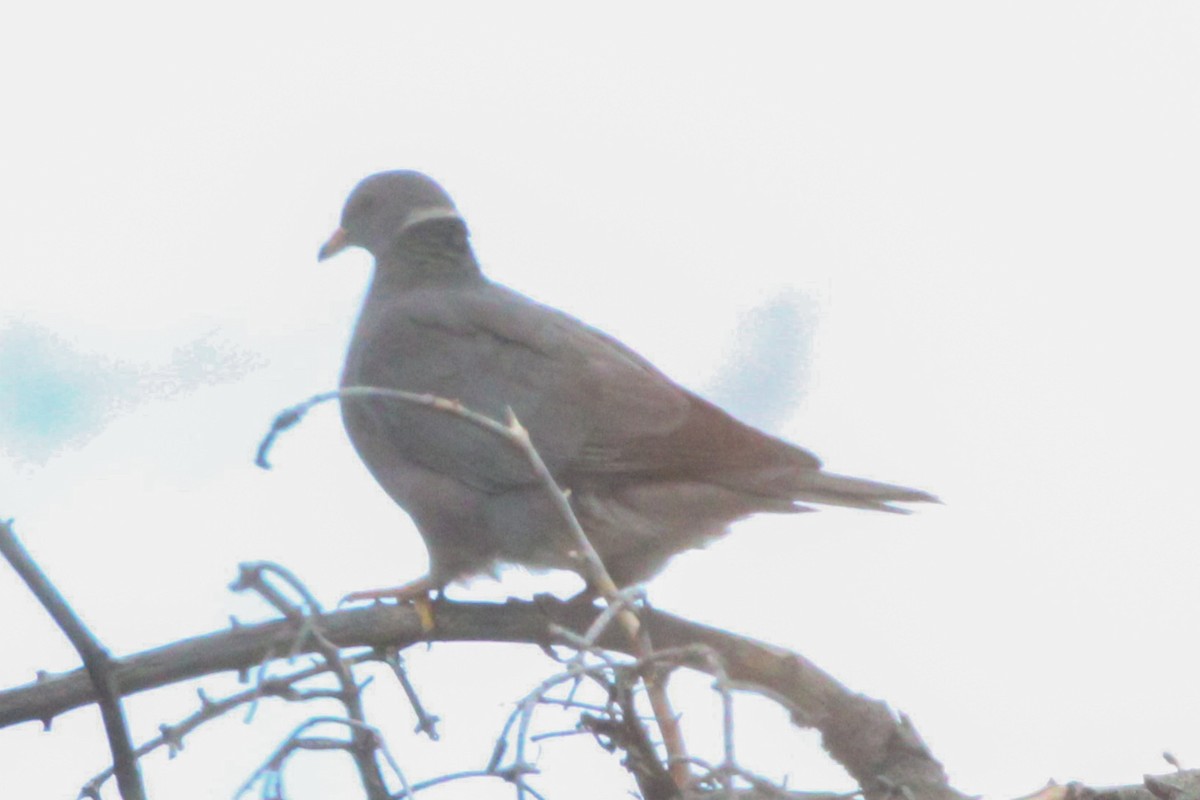Band-tailed Pigeon - ML610529581