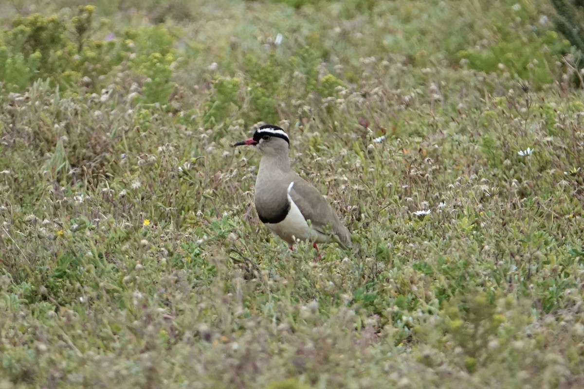 Crowned Lapwing - Jeremy Dominguez