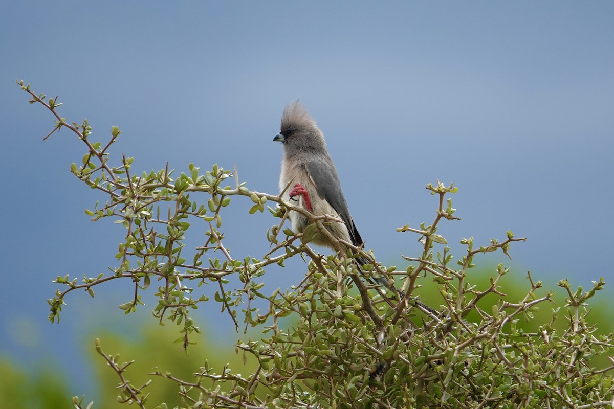 White-backed Mousebird - Jeremy Dominguez