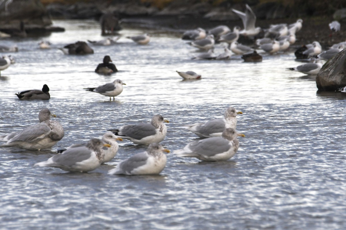 Herring Gull (European) - Benjamin Filreis