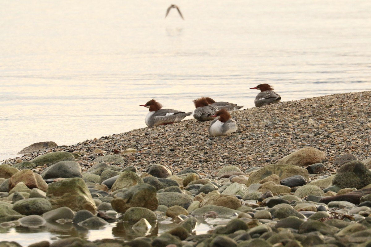 Common Merganser - ML610529685