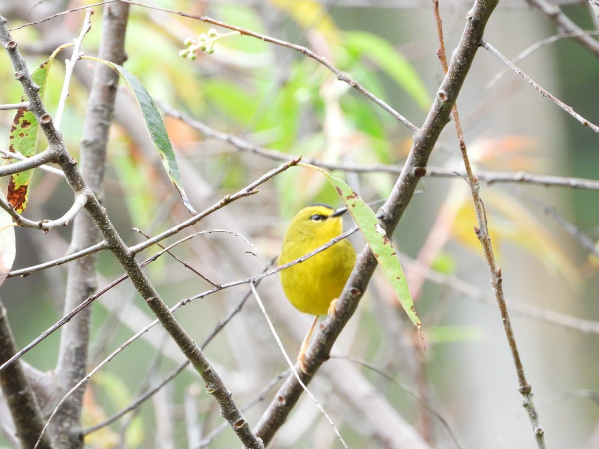 Black-crested Warbler - ML610529770