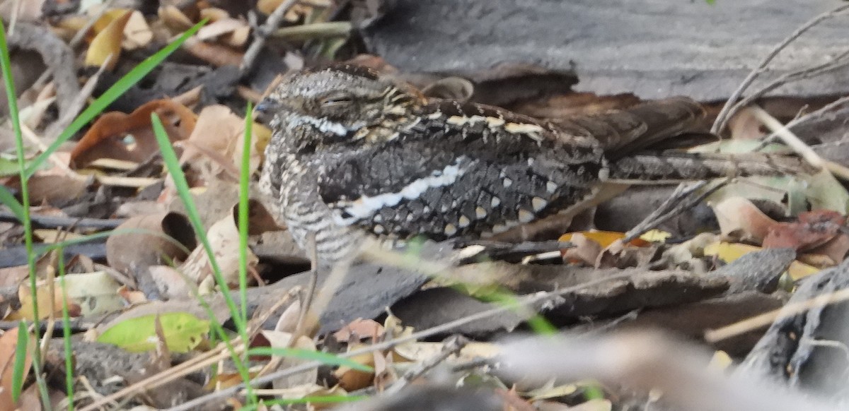 Square-tailed Nightjar - ML610529808