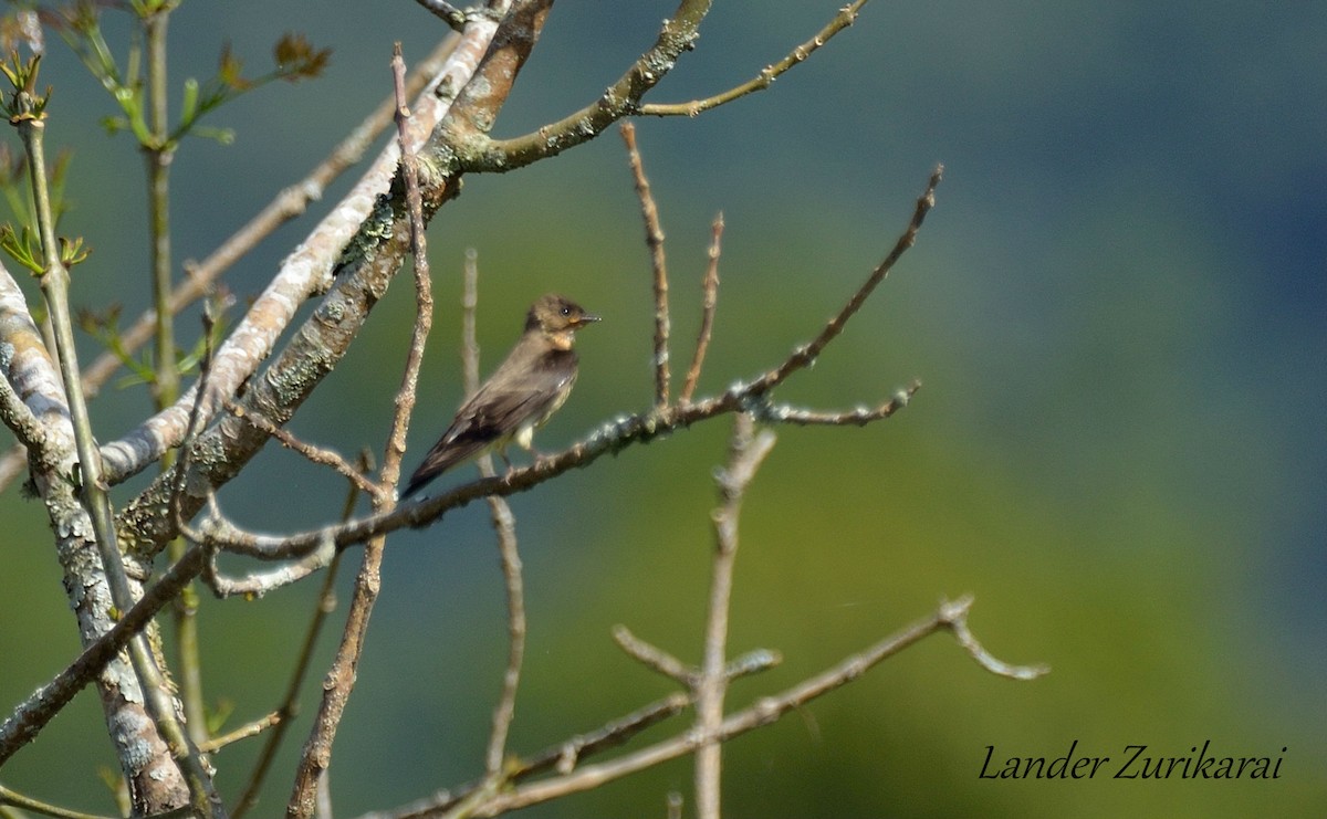 Southern Rough-winged Swallow - ML610529832