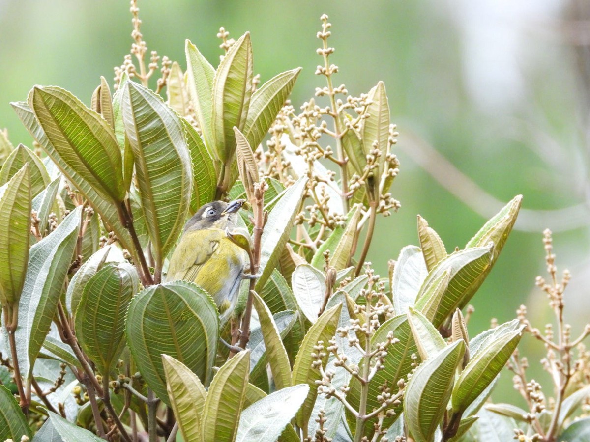 Common Chlorospingus - ML610529846