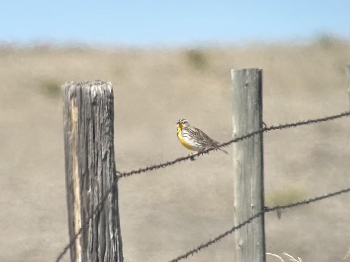 Western Meadowlark - ML610529873