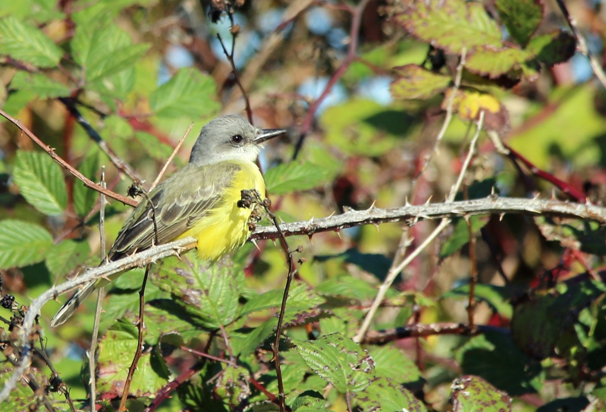 Tropical Kingbird - Hui Sim