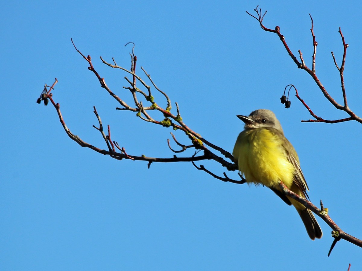 Tropical Kingbird - Hui Sim