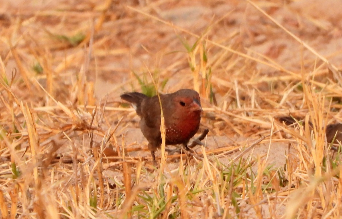 Brown Firefinch - Ron Furnish