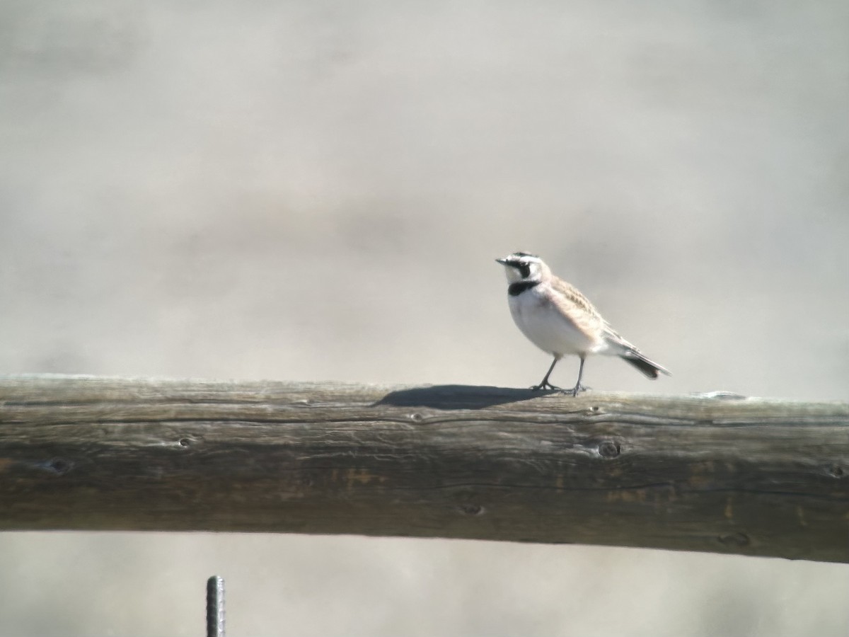 Horned Lark - ML610529955