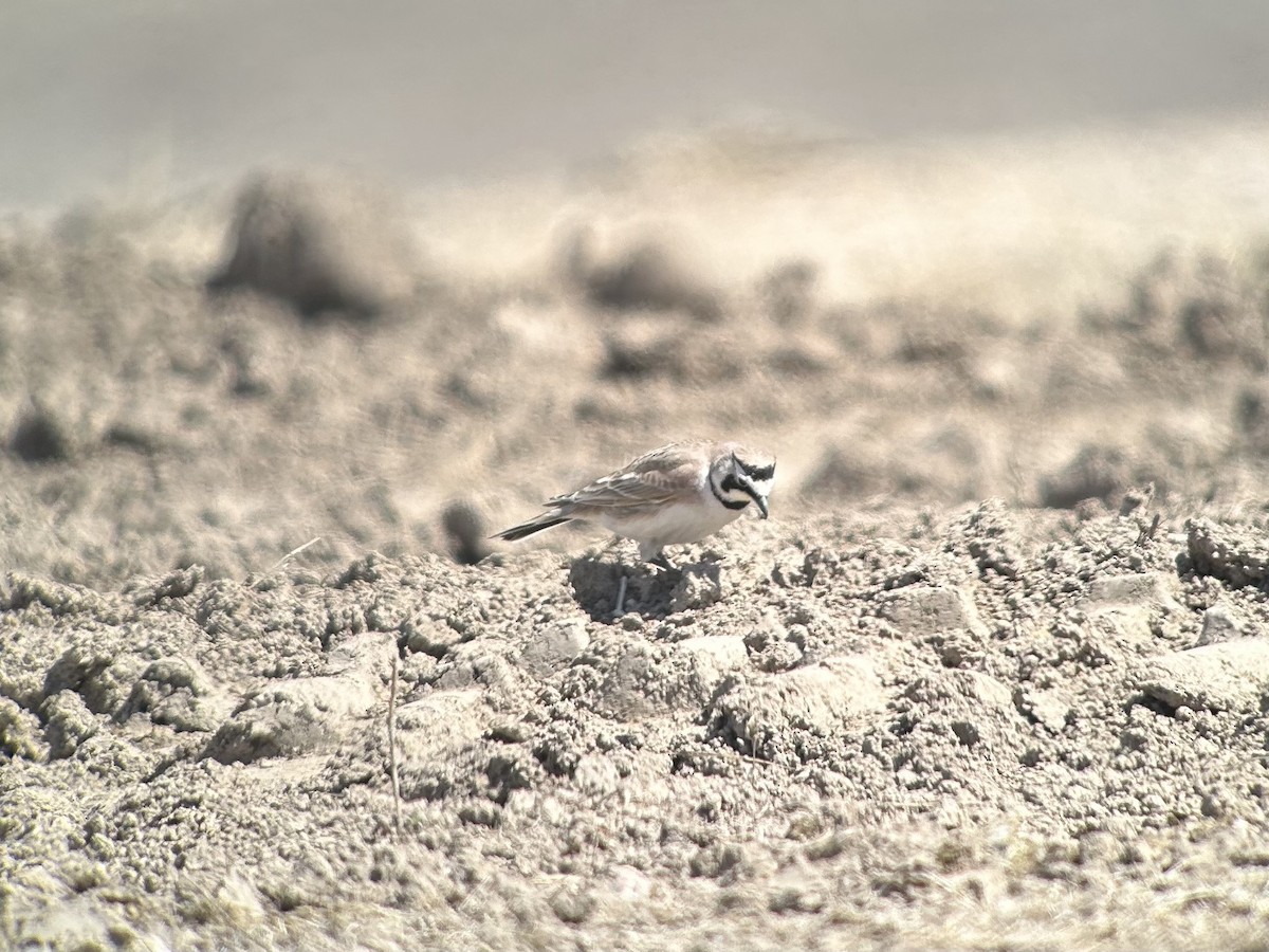 Horned Lark - ML610529956