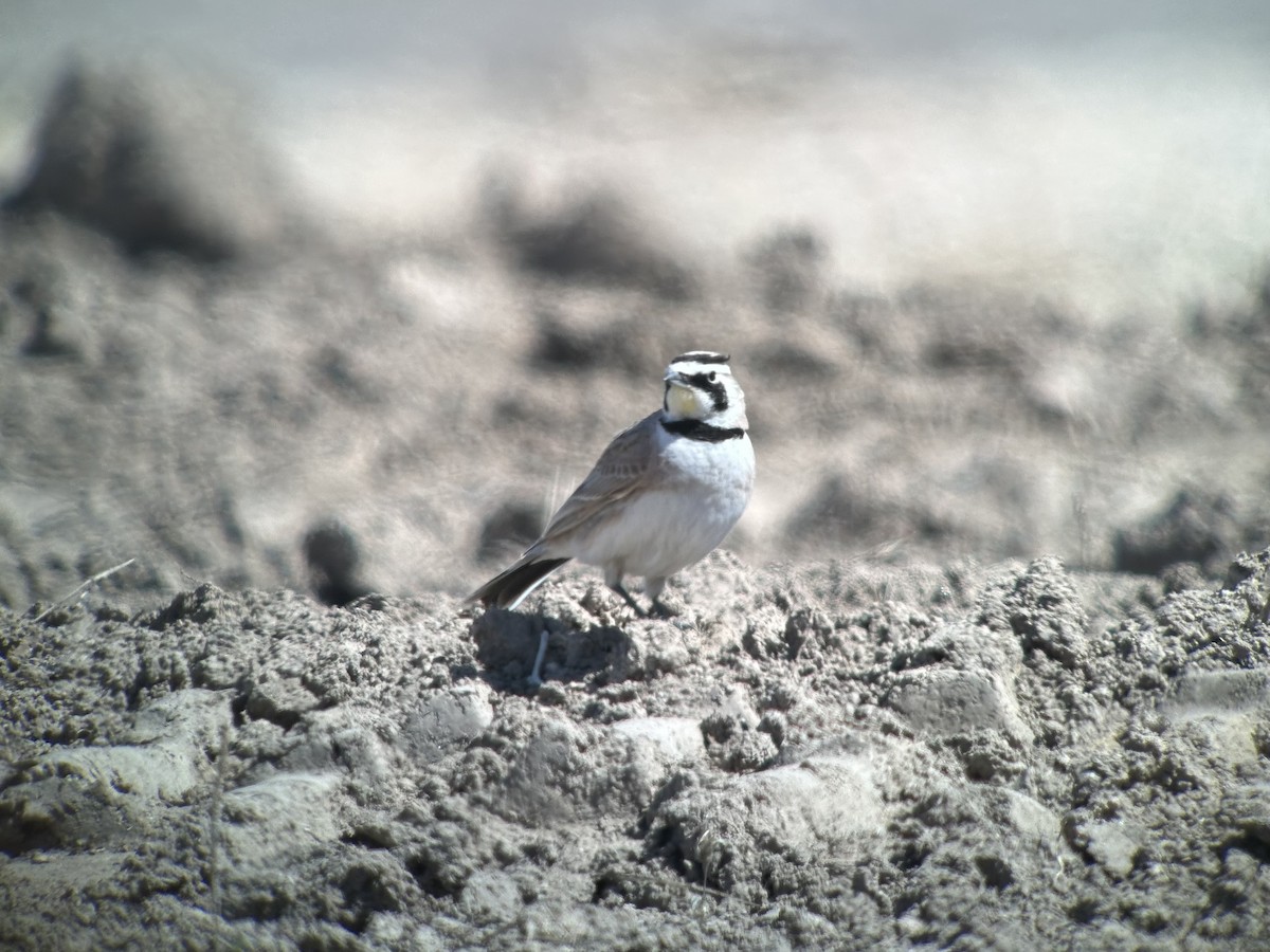 Horned Lark - ML610529957