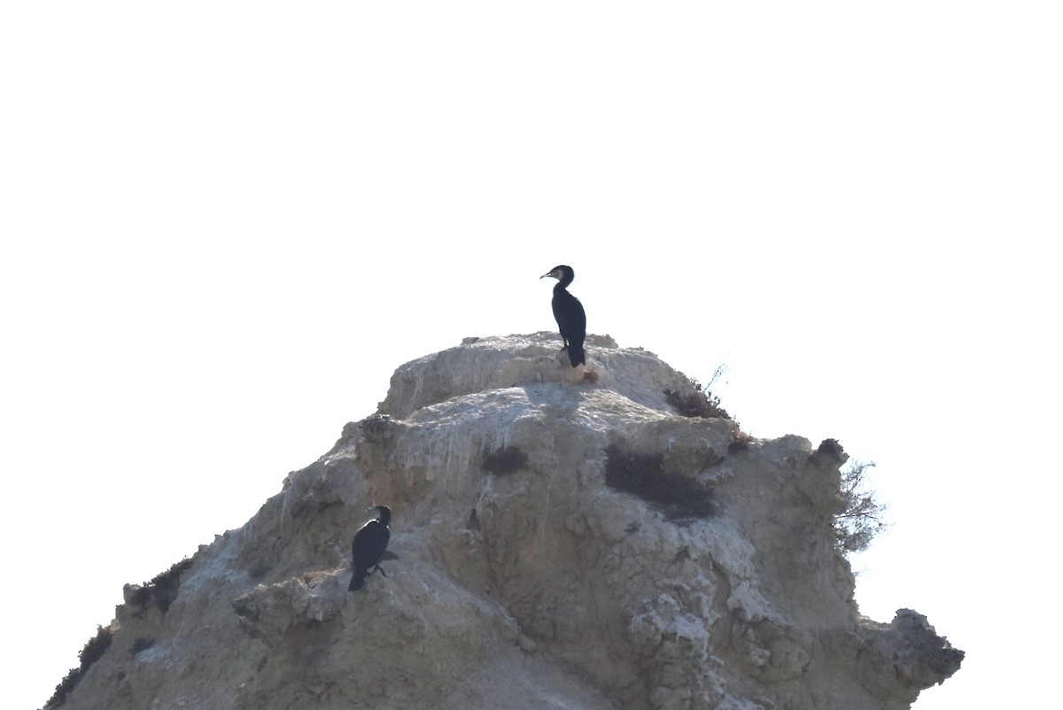 Тураг гогой - ML610529958