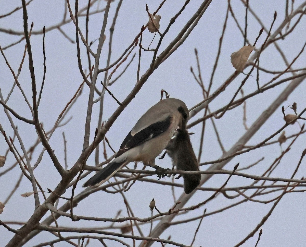 Northern Shrike - Pam Rasmussen