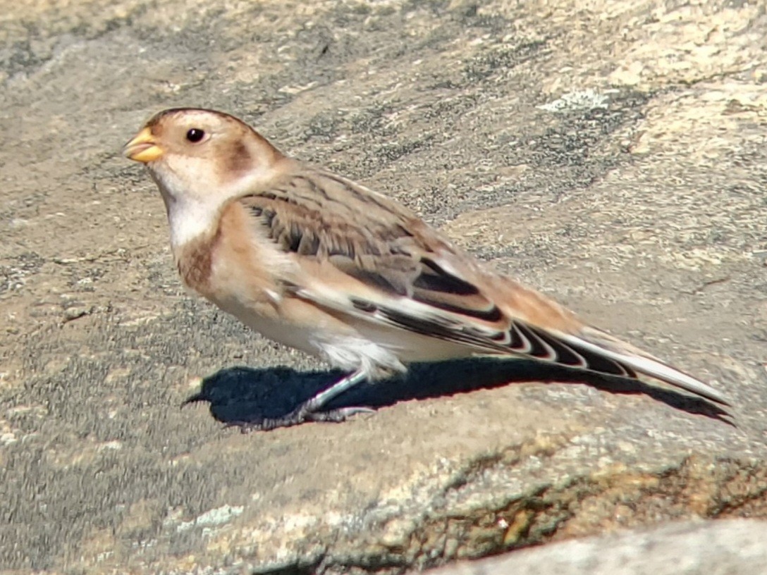 Snow Bunting - ML610530060