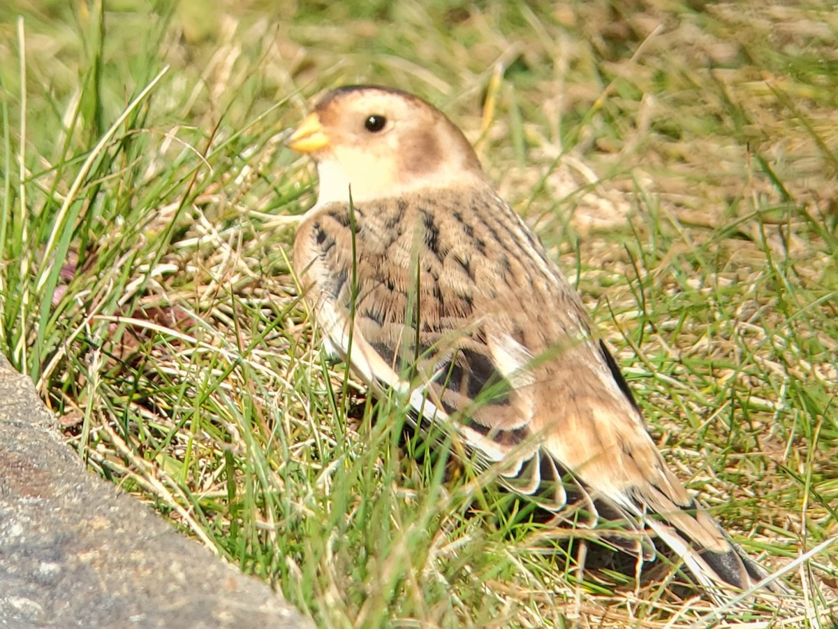 Snow Bunting - ML610530062