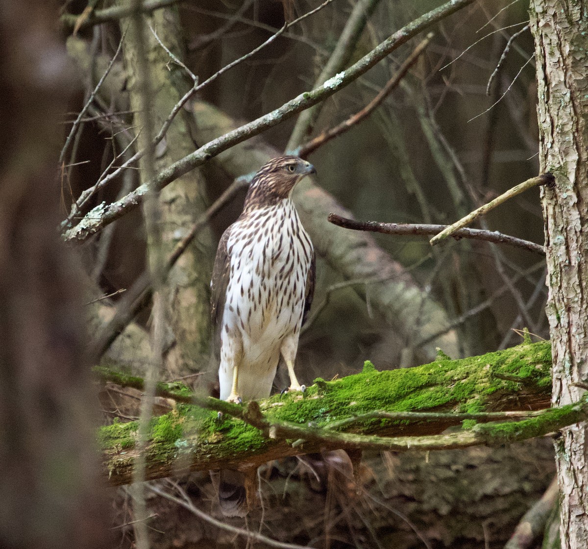 Cooper's Hawk - ML610530106