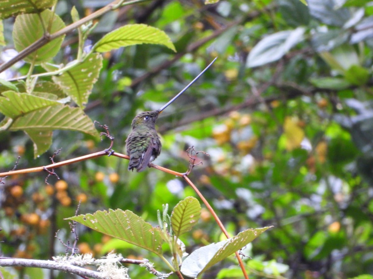 Sword-billed Hummingbird - ML610530132