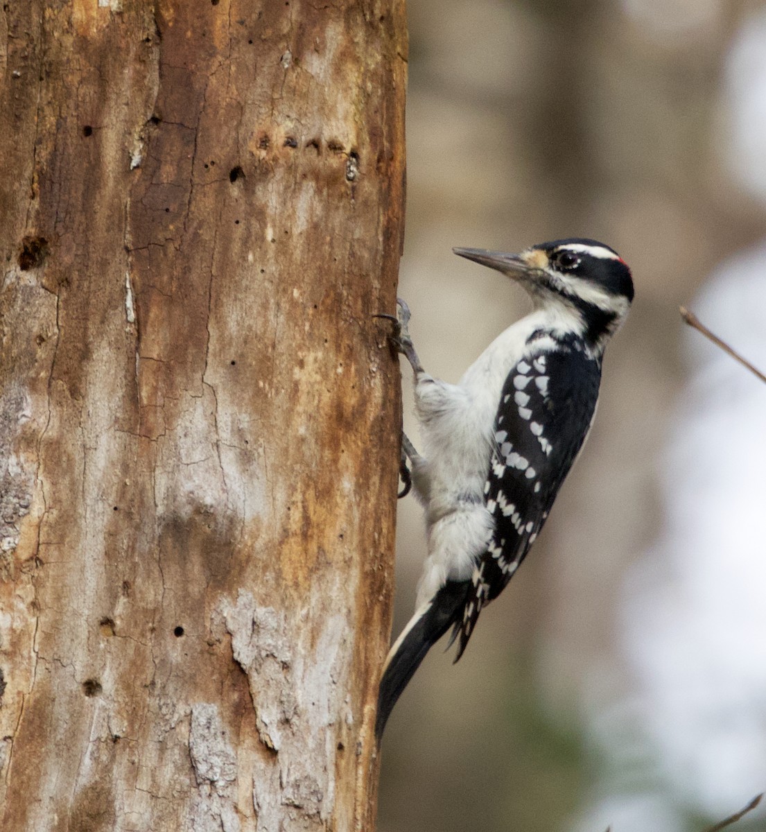 Hairy Woodpecker - Alan Desbonnet