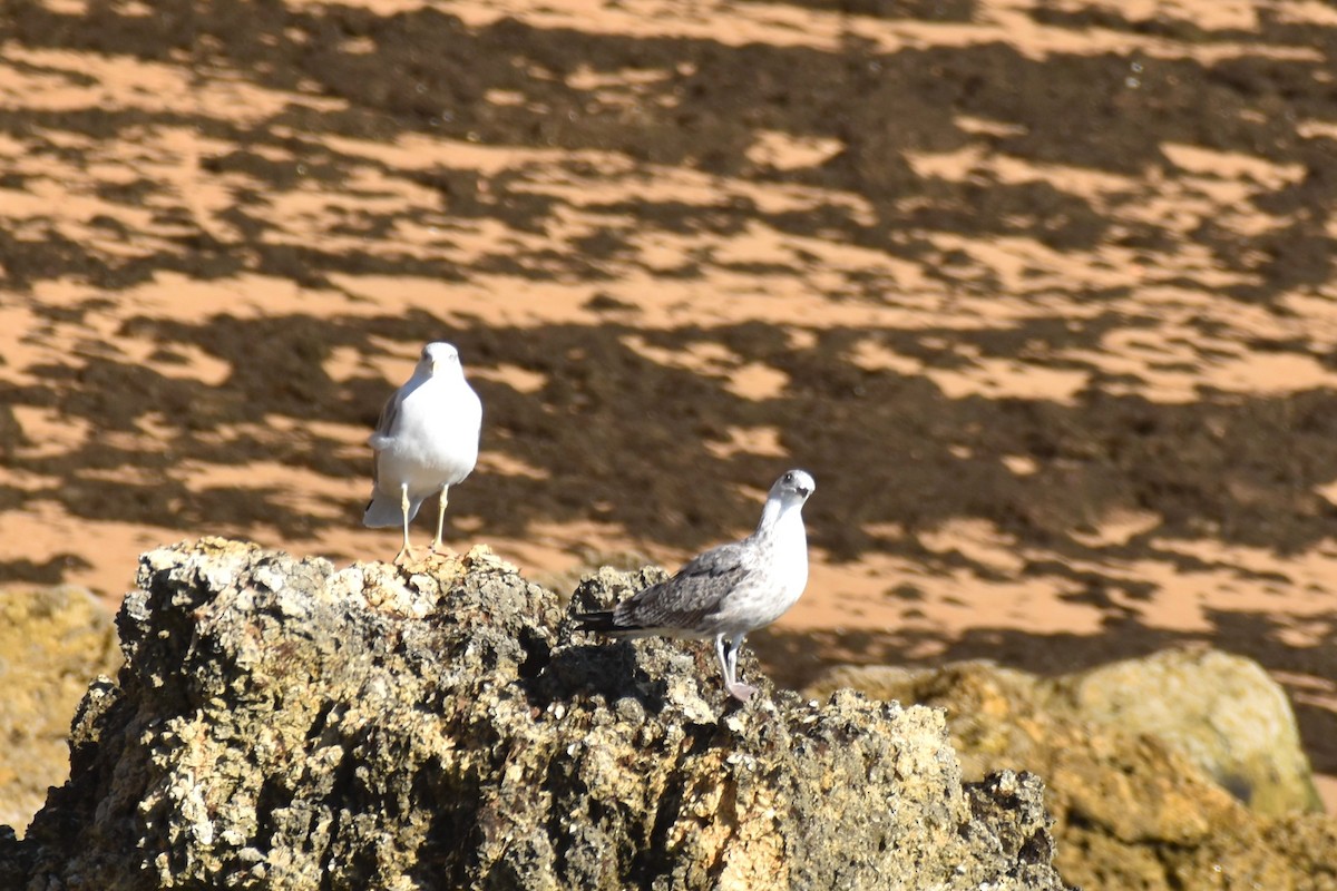 Yellow-legged Gull - ML610530204