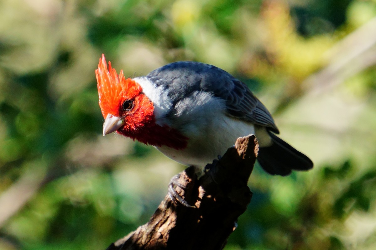 Red-crested Cardinal - Joerg Graf