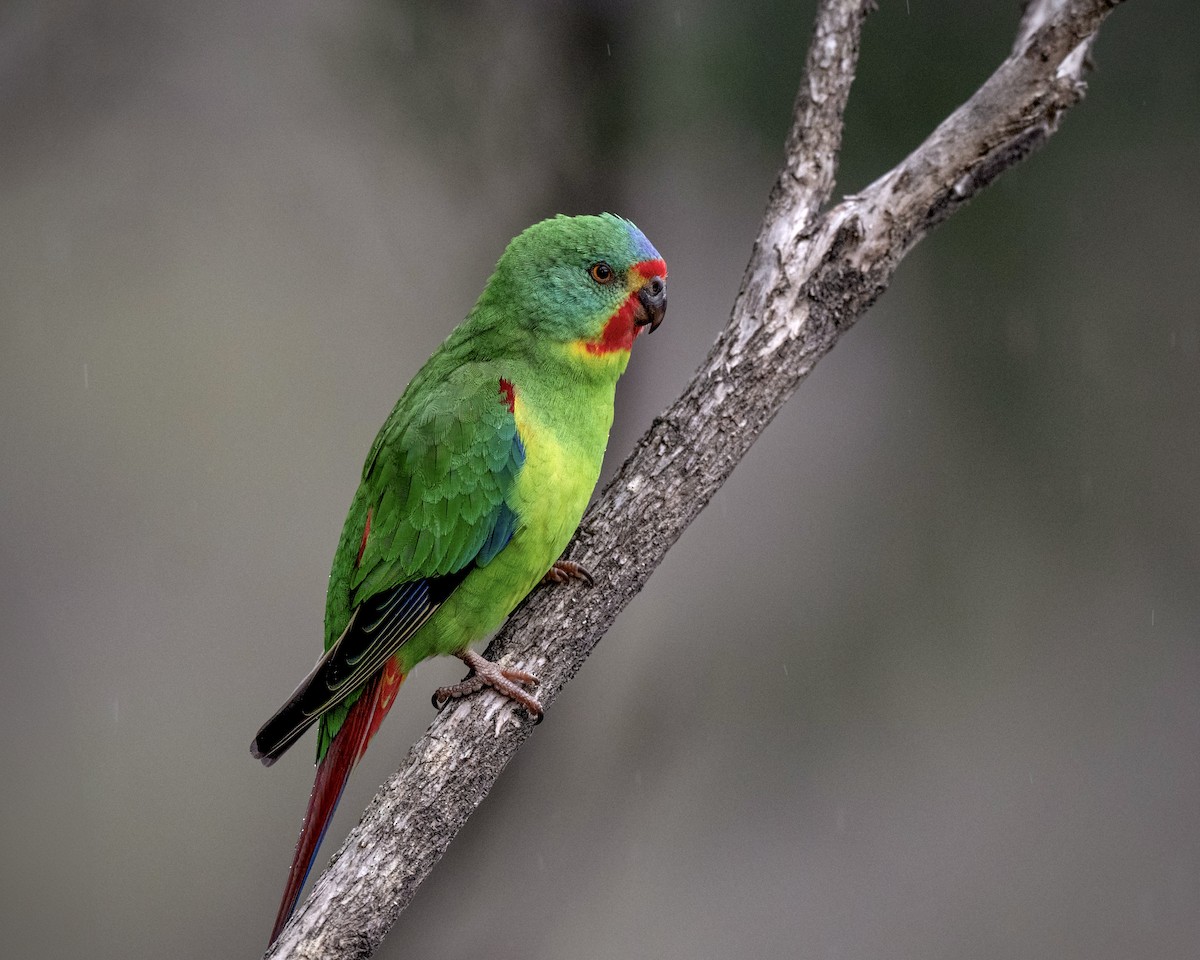 Swift Parrot - ML610530371