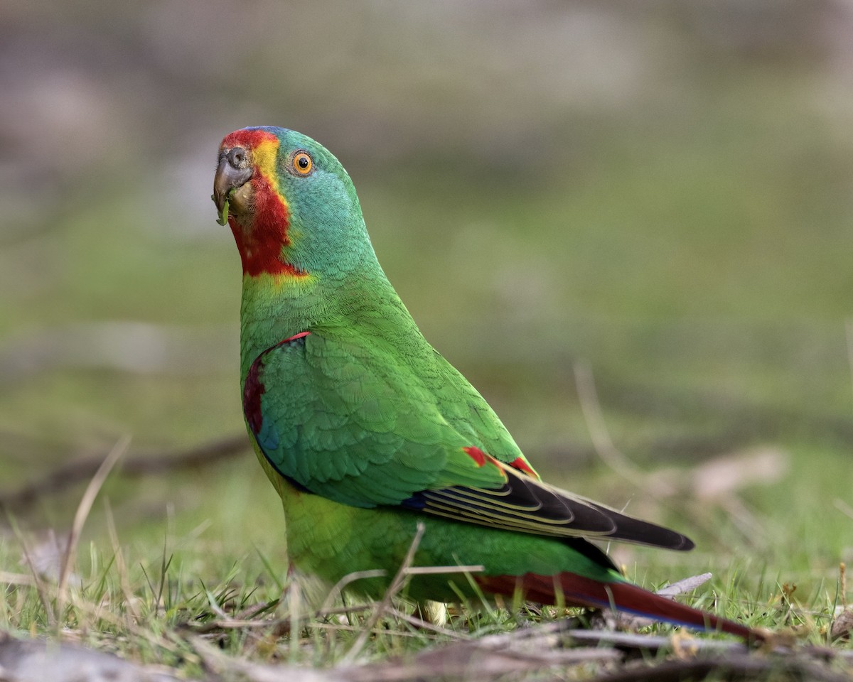 Swift Parrot - ML610530372