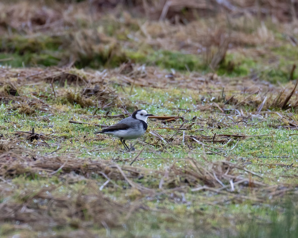 White-fronted Chat - ML610530381