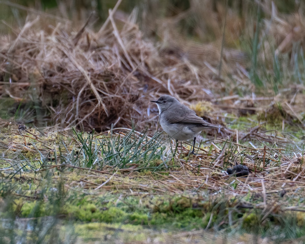 White-fronted Chat - ML610530382